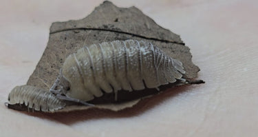 Sandstone Isopods (Armadillidium Scaberrimum)
